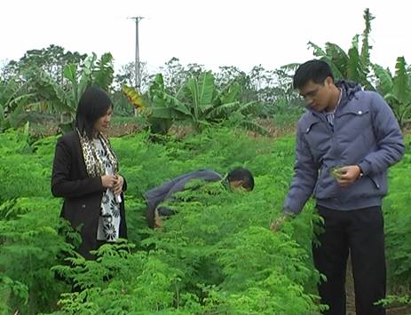 Kỹ thuật trồng và chăm sóc cây chùm ngây